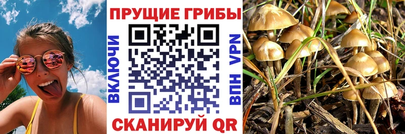 Псилоцибиновые грибы прущие грибы  Спасск-Рязанский 